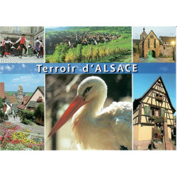 Postcard The Terroirs of Alsace